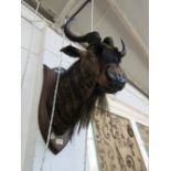Taxidermy; a stuffed wildebeest trophy mounted on an oak shield back,