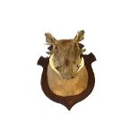 Taxidermy; a stuffed warthog head, early 20th century, mounted on an oak shield back, unsigned,