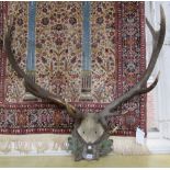 A pair of fourteen point stag antlers, early 20th century,