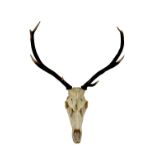 A pair of fourteen point fallow deer antlers on skull mount, together with four further U.K.