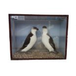 Taxidermy; two Razorbills, 19th century, set against a naturalistic backdrop,