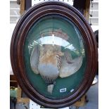 Taxidermy; a stuffed French partridge and a teal duck, each housed in an oval oak glazed frame,