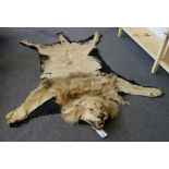 Taxidermy; Lion (Pathera Leo), early 20th century, skull mount, backed on to black felt, 253cm.