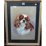 Rex Flood (b. 1928) Study of a King Charles spaniel, gouache, signed and dated 1972, 48cm x 34cm.