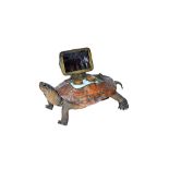 Taxidermy; a stuffed and mounted tortoise,