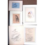 Hendrik Gronvold (1858-1940), A folio of drawings and sketches, mostly of birds, all unframed,