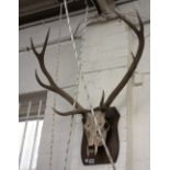 Three taxidermy stag antlers and skulls, each on an oak shield mount, approximately 90cm high, (3).