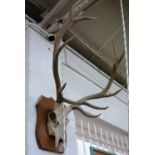 Three taxidermy stag antlers and skulls, each on an oak shield mount, approximately 90cm high, (3).