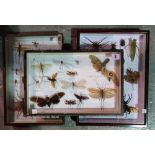 Three cased sets of taxidermy, of entomological interest, (3).