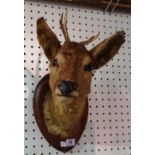 Taxidermy; a small deer head mounted on an oak board.