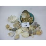 A collection of shells, old coral,