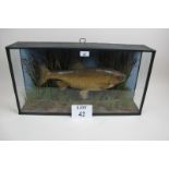 A cased fish by Cooper dated 1896 Feb 12th est: £250-£350 (AB11)