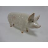 Beswick - Pig (Boar) "Wall Champion Boy 53rd" model No1453A.