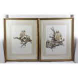 TWO 20TH CENTURY PRINTS "Juvenile Owls", indistinctly signed in pencil, each bearing blind stamp,