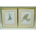 RUTH VAN RUYCKEVELT A study of a Kestrel and similar a Nuthatch, Watercolours, signed and dated 1985