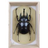 A FORMIDABLE "COLLECTORS" BEETLE, M. aclaeon (male), Loreto, PERU. Card mounted, handwritten data "