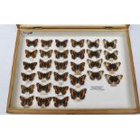 THE SMALL TORTOISESHELL (A.urticae) 31 specimens, for the most part wild captures, showing variation