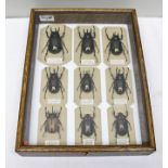 AN IMPRESSIVE COLLECTION OF EXOTIC BEETLES. Nine large specimens. Family CHALLOSOMA, S.E. Asia and