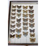 DAVID L. KENINGALE (Lepidopterist) Wildlife Licence Taxidermy Sales (Butterflies) Ref:CL07/2015/