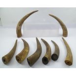 EIGHT SINGLE OXEN HORNS of various lengths, thickness and curl