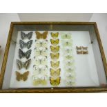 COLLECTION OF 30 WELL PRESENTED BRITISH BUTTERFLIES, to include four male PURPLE EMPEROR without