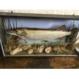 A large taxidermy pike in glass cabinet.