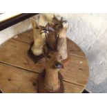 *Three taxidermy wall mounted deer heads.