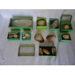 Two boxes of Shells, including some named examples, in small boxes, etc.