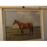 WILFRID BAILEY; study of a racehorse in a field, Oil on Canvas, signed and dated 1956, 19" (49cms) x