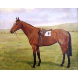 •FLORENCE MABEL HOLLAMS (1877-1967); study of a racehorse in a field, the saddlecloth marked 5,