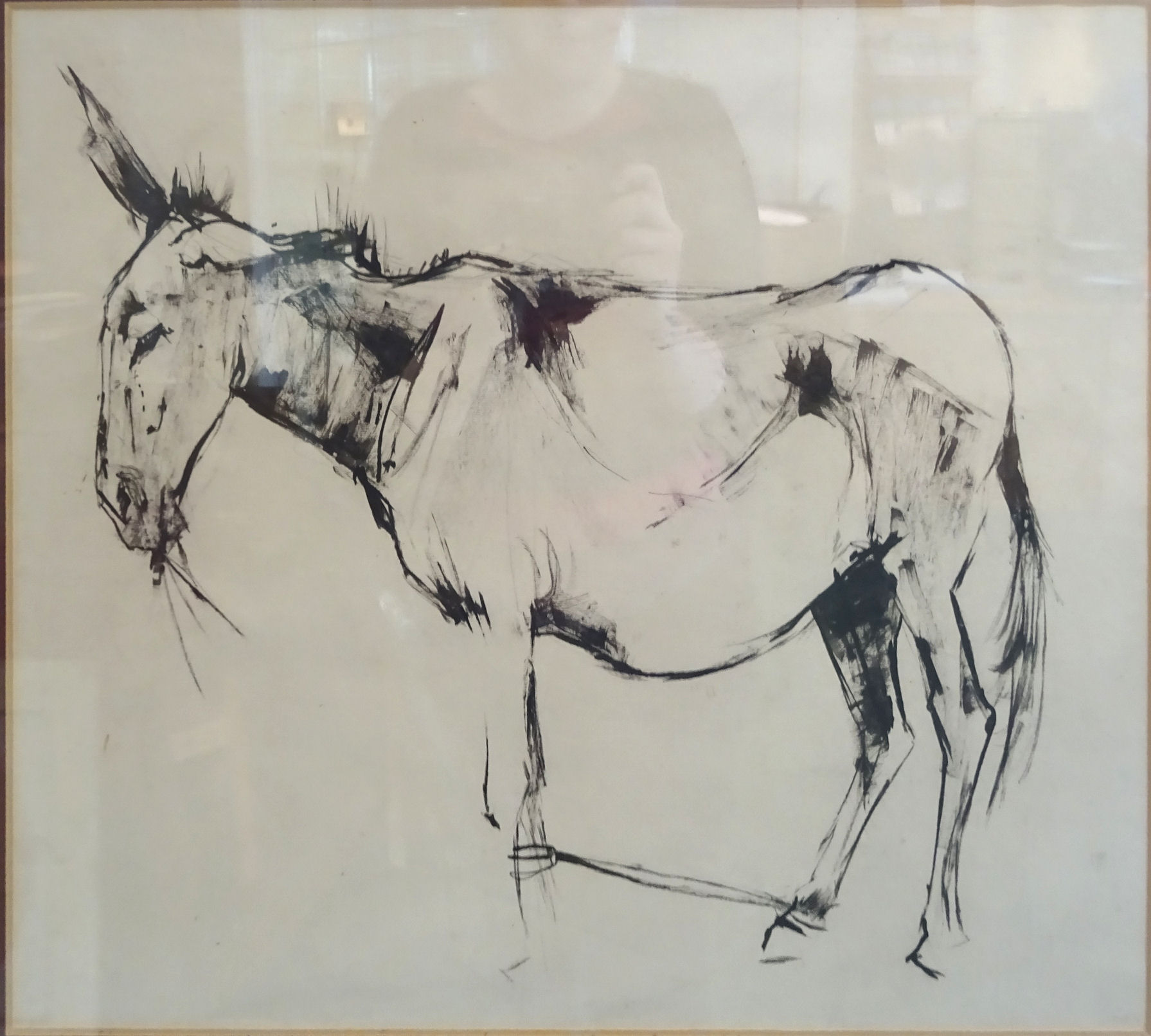 ANGELA DOUGLAS CONNER; 'Donkey' a Pen & Ink Study. 14" (36cms) x 18 1/2" (47cms) with Tryon