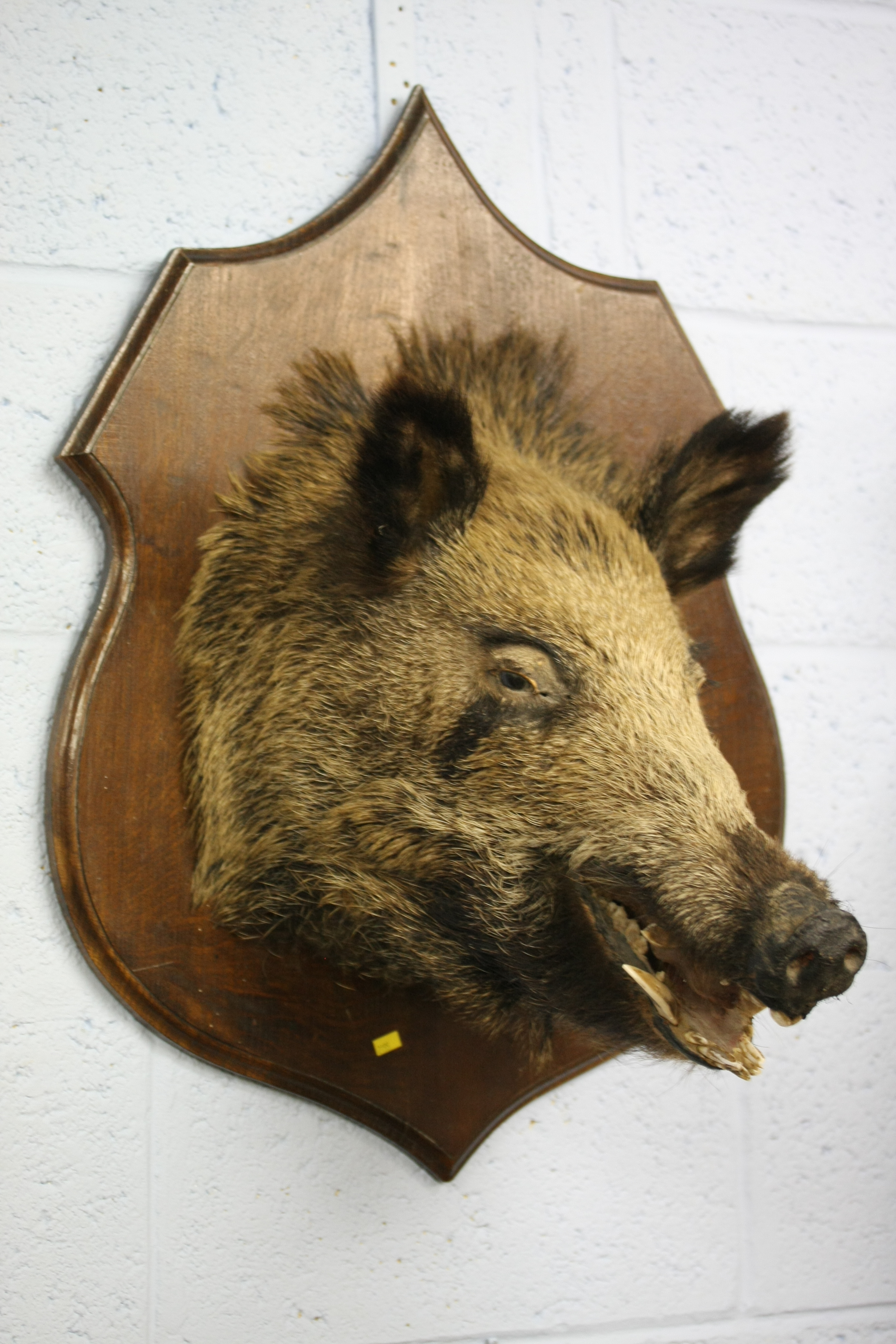 A wall mounted Boar's head.