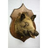 A wall mounted Boar's head.