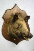 A wall mounted Boar's head.