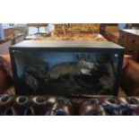 A cased taxidermy study of a fox in naturalistic s