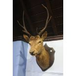 A wall mounted stags head