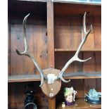 A pair of mounted antlers