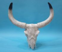 A plaster cast of a buffalo skull
