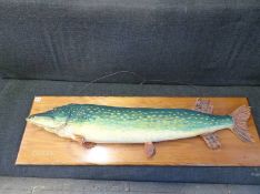 Taxidermy study of a Pike