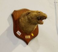 Taxidermy - two wall mounted Weasel heads.