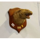 Taxidermy - two wall mounted Weasel heads.