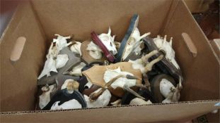 Quantity of mounted taxidermy Antlers