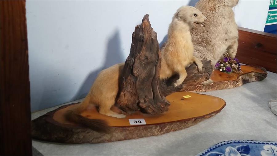 Taxidermy study of a stoat and a rabbit - Bild 3 aus 3