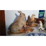 Taxidermy study of a stoat and a rabbit