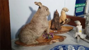Taxidermy study of a stoat and a rabbit