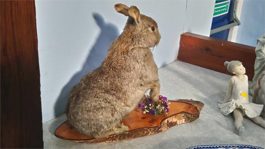 Taxidermy study of a stoat and a rabbit - Bild 2 aus 3