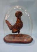 A Victorian taxidermy study of a gold laced Polish chicken. 52cm high