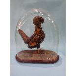 A Victorian taxidermy study of a gold laced Polish chicken. 52cm high