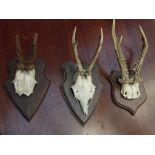 Three mounted skulls