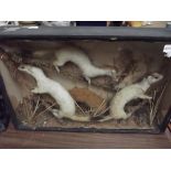 Cased taxidermy three ferrets